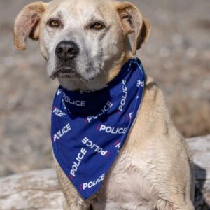 Dog Bandana